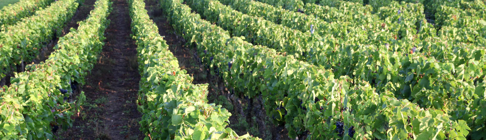 Givry.org, tout sur le vin de Givry